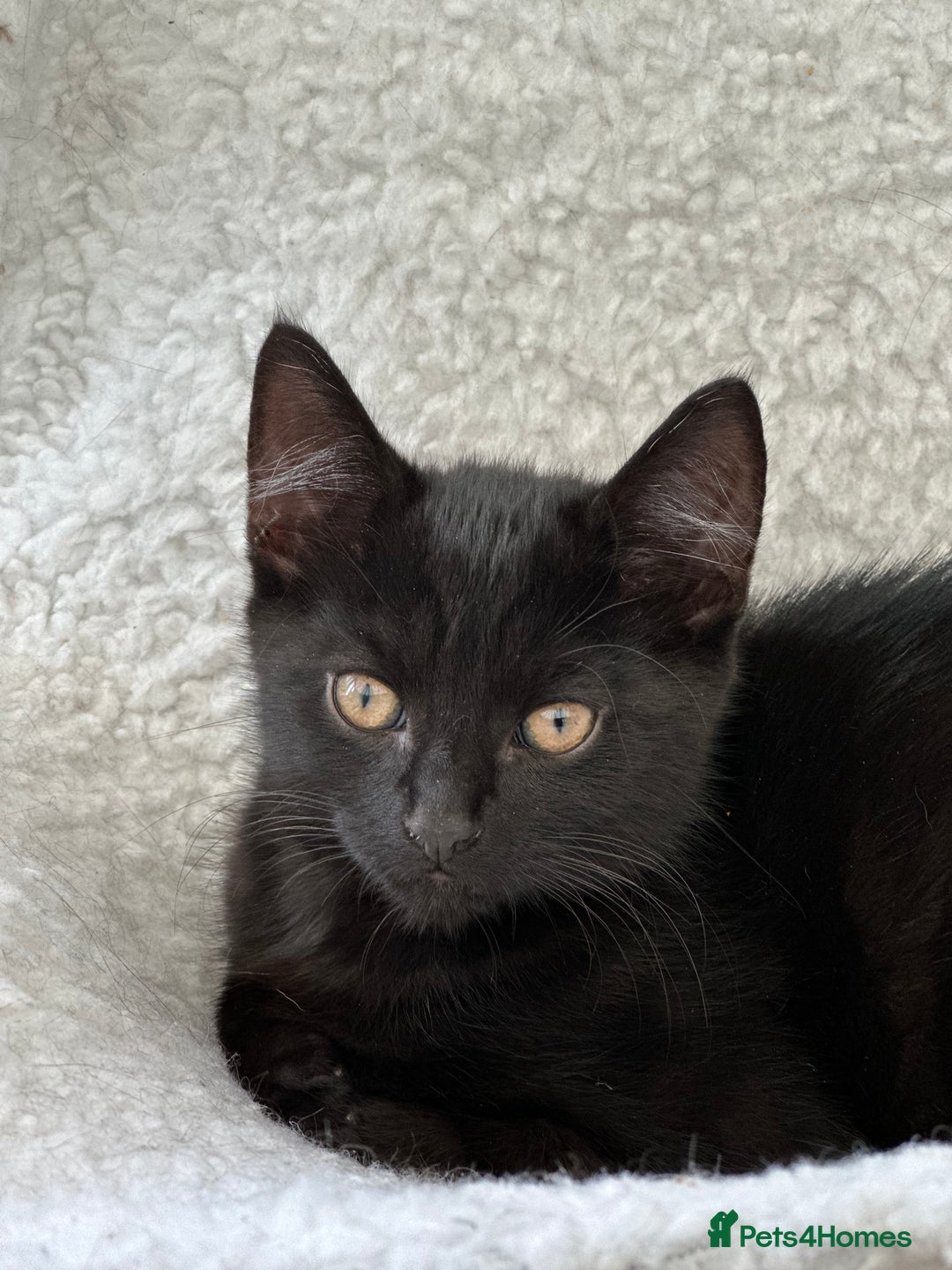 Maine Coon cats for sale: Cute kitten urgently for sell  - Image 3