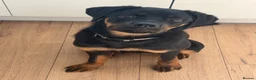 Rottweiler dogs for sale: Nala 6 months old  in Pickering - Advert 4