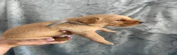Labrador Retriever dogs for sale: Labrador Puppies Looking For Their Forever Homes  - Advert 8
