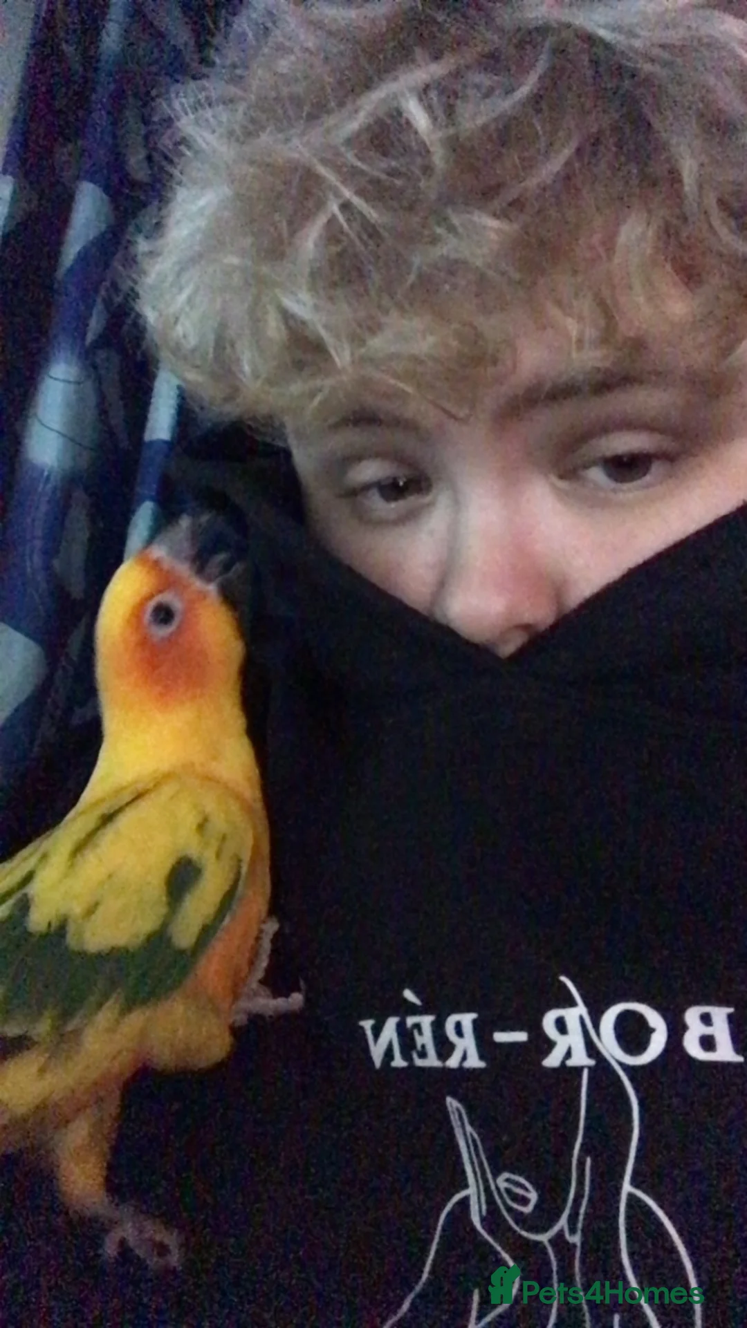 Conures birds for sale: Hyper Yellow Sun Conure in Chichester - Advert 5