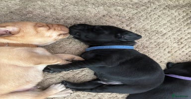 Labrador Retriever dogs - Advert 7