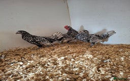 Chickens poultry for sale: Trio of silver laced sebrights  - Image 5
