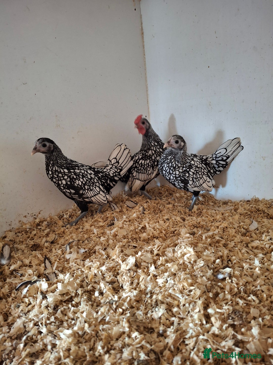 Chickens poultry for sale: Trio of silver laced sebrights  - Image 5