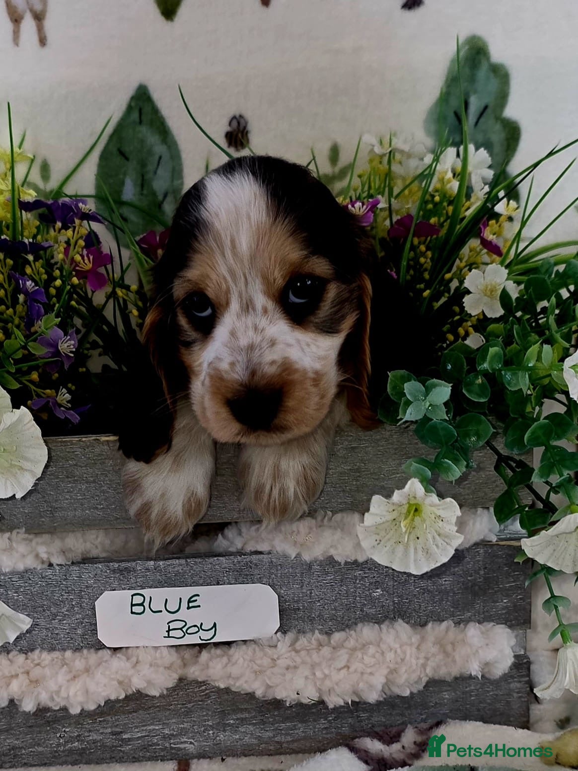 Cocker Spaniel dogs KC REGISTERED ENGLISH SHOW TYPE COCKER SPANIELS - Advert 3