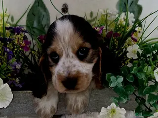Cocker Spaniel dogs KC REGISTERED ENGLISH SHOW TYPE COCKER SPANIELS - Advert 4