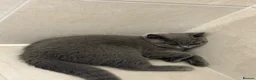 British Shorthair cats for sale: Registered British shorthair kittens  - Advert 7