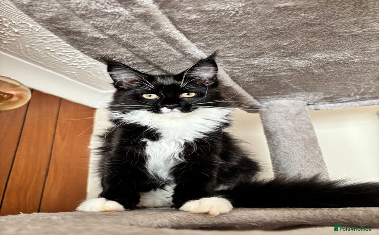 Maine Coon cats - Advert 3