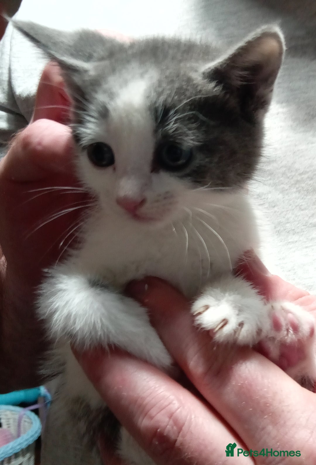 Mixed Breed cats for sale: 3 very loving girls looking for forever homes - Advert 1