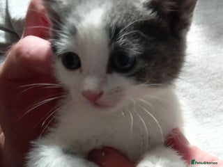 Mixed Breed cats 3 very loving girls looking for forever homes - Advert 4