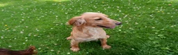 Cocker Spaniel dogs for sale: KC working Cocker Spaniel puppies in Aboyne - Advert 3