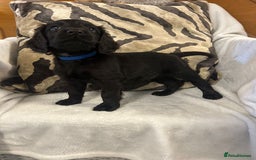 Cockapoo dogs for sale: F1 Cockapoos ready🩷 - Image 13