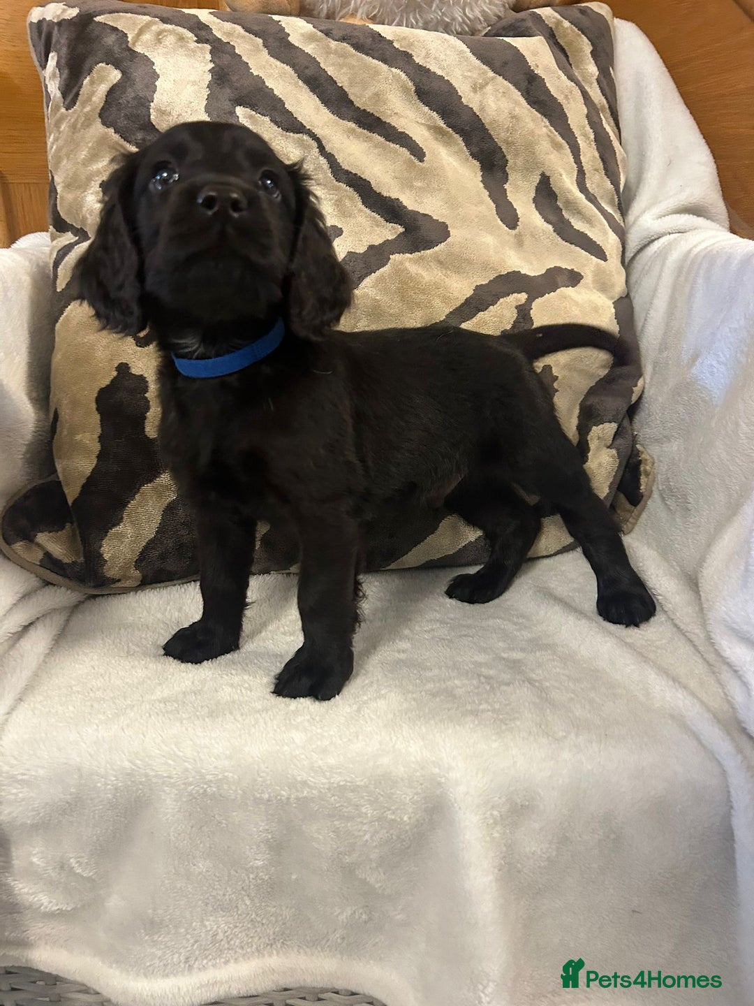 Cockapoo dogs for sale: F1 Cockapoos ready🩷 - Image 13
