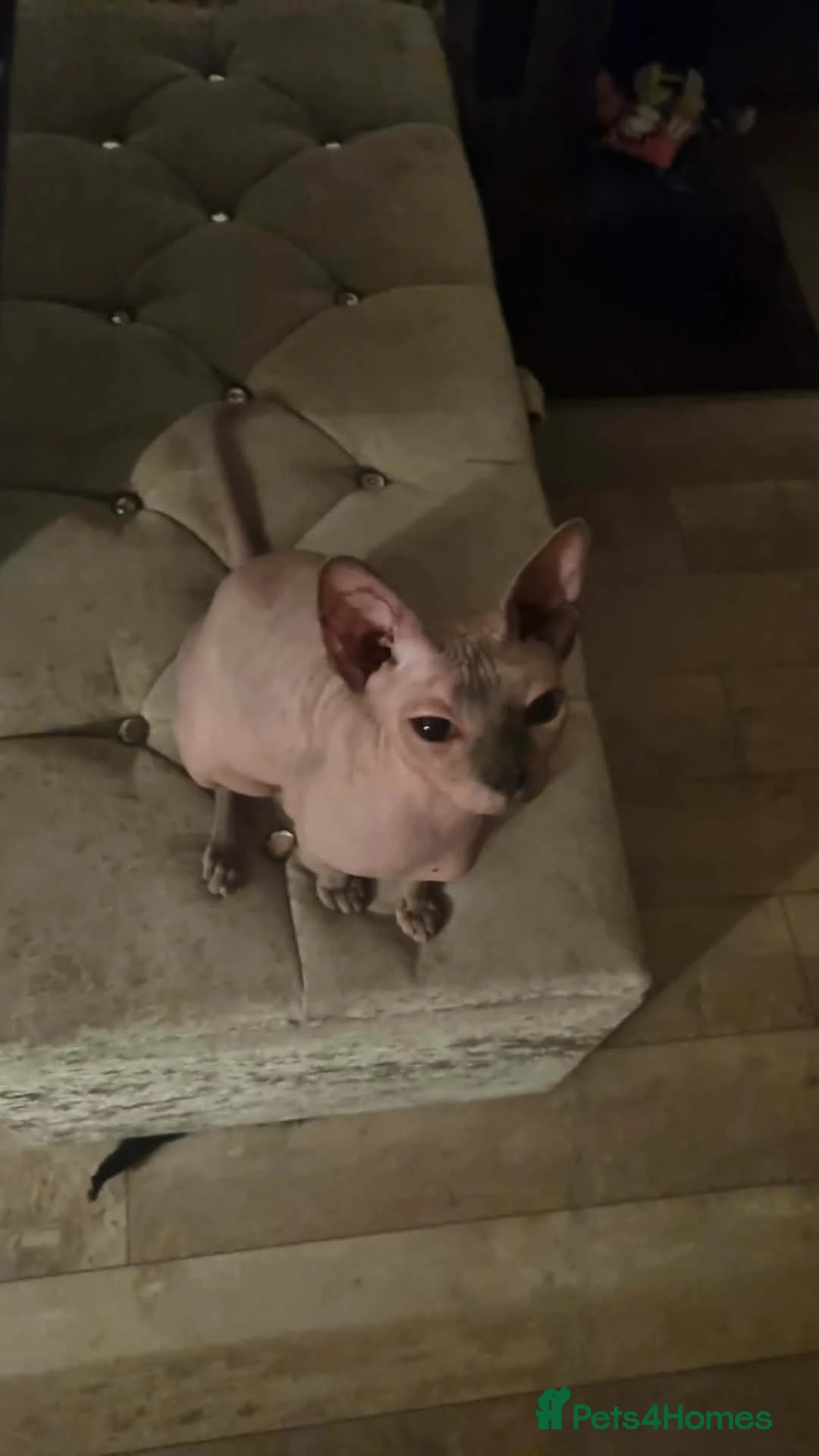 Sphynx cats for sale: Sphynx Girl  in Mountain Ash - Advert 1