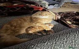 Scottish Fold cats for sale: Scottish fold/straight babies - Image 12