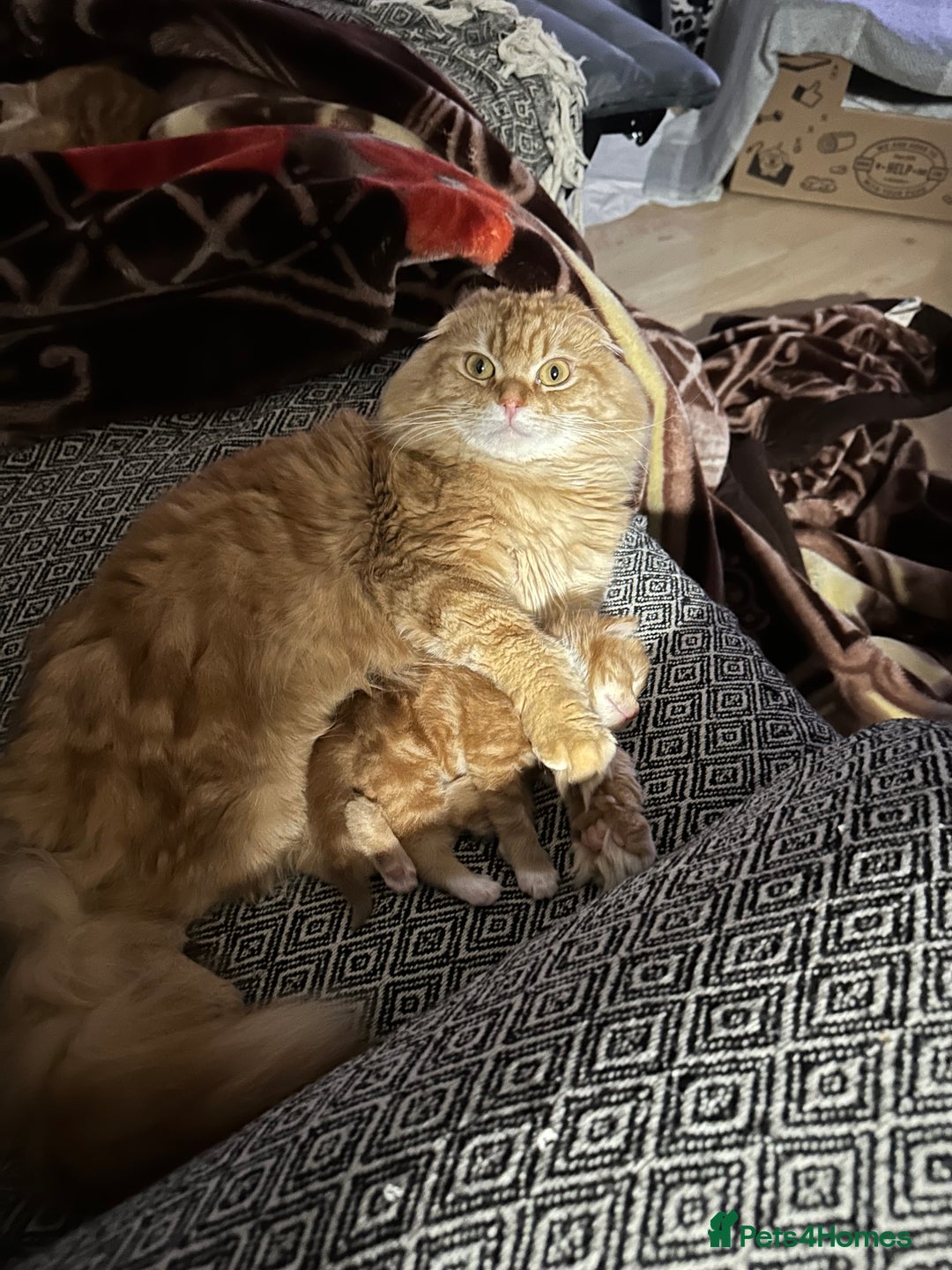 Scottish Fold cats for sale: Scottish fold/straight babies - Image 12