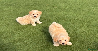 Poochon dogs - Advert 2