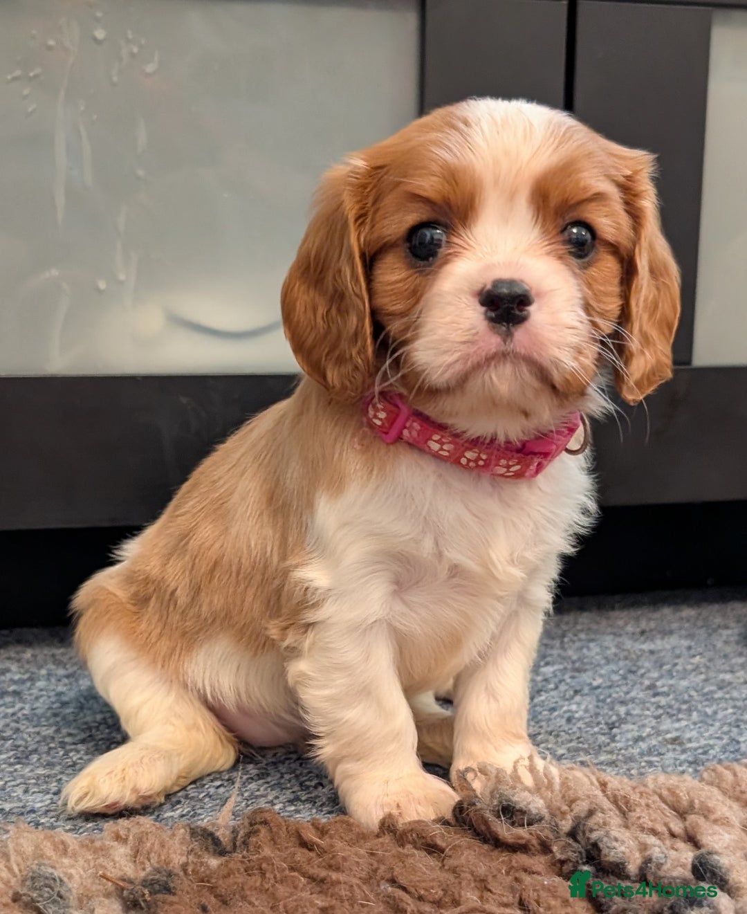 Cavalier King Charles Spaniel dogs for sale: KC Health Tested Cavalier King Charles Spaniels - Image 18