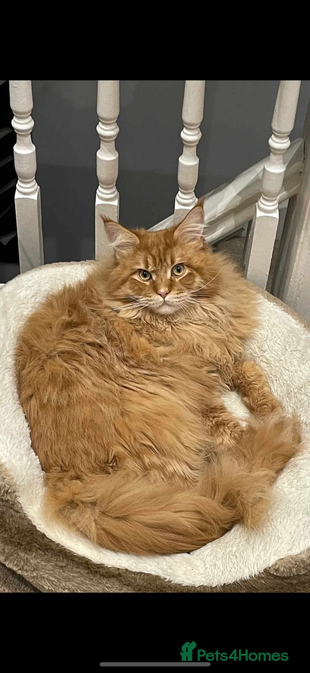 Maine Coon cats for stud: Maine coon available stud duties only xxl in Rochdale - Advert 5