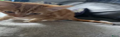 Ginger Boy 2