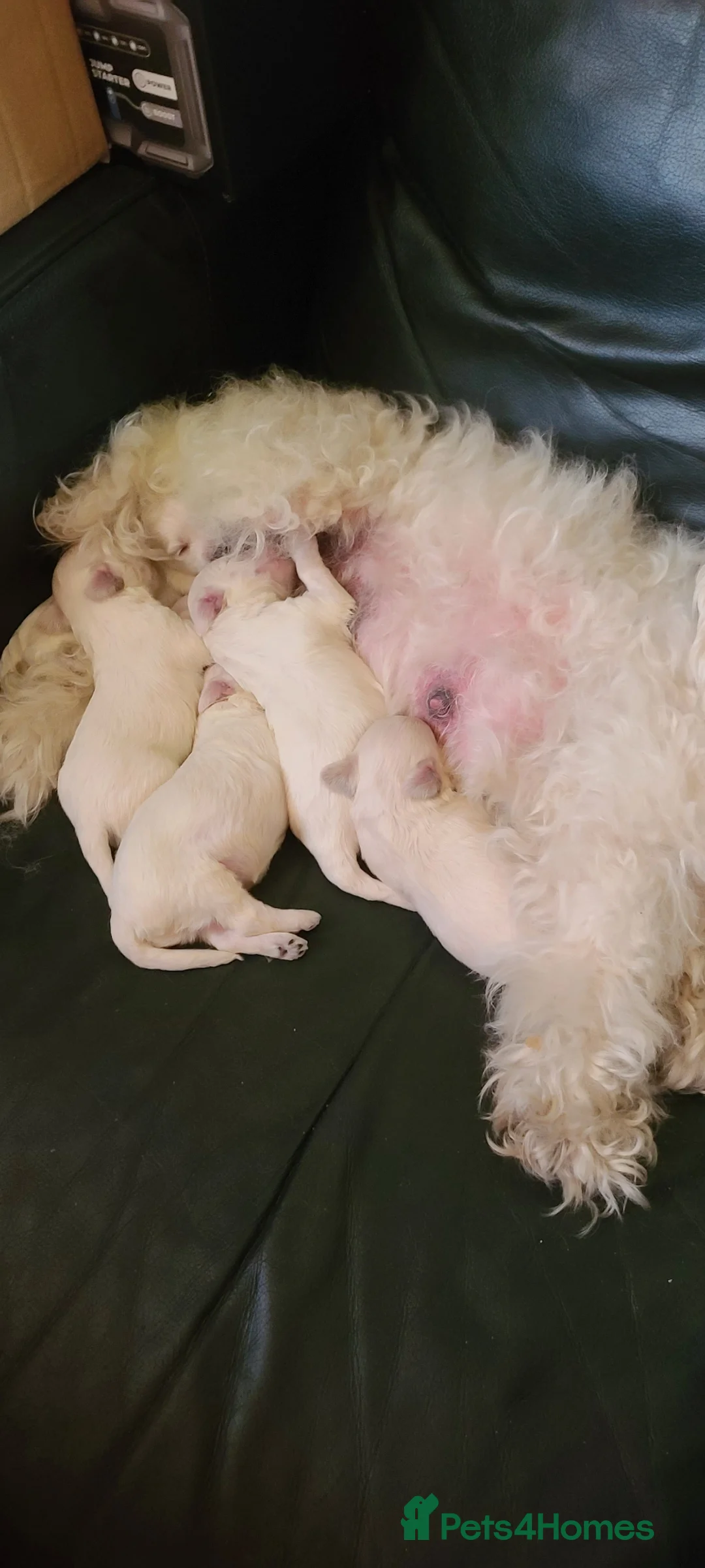 Bichon Frise dogs for sale: 3 beautifuls puppy Bichon Maltese in Leeds - Advert 14