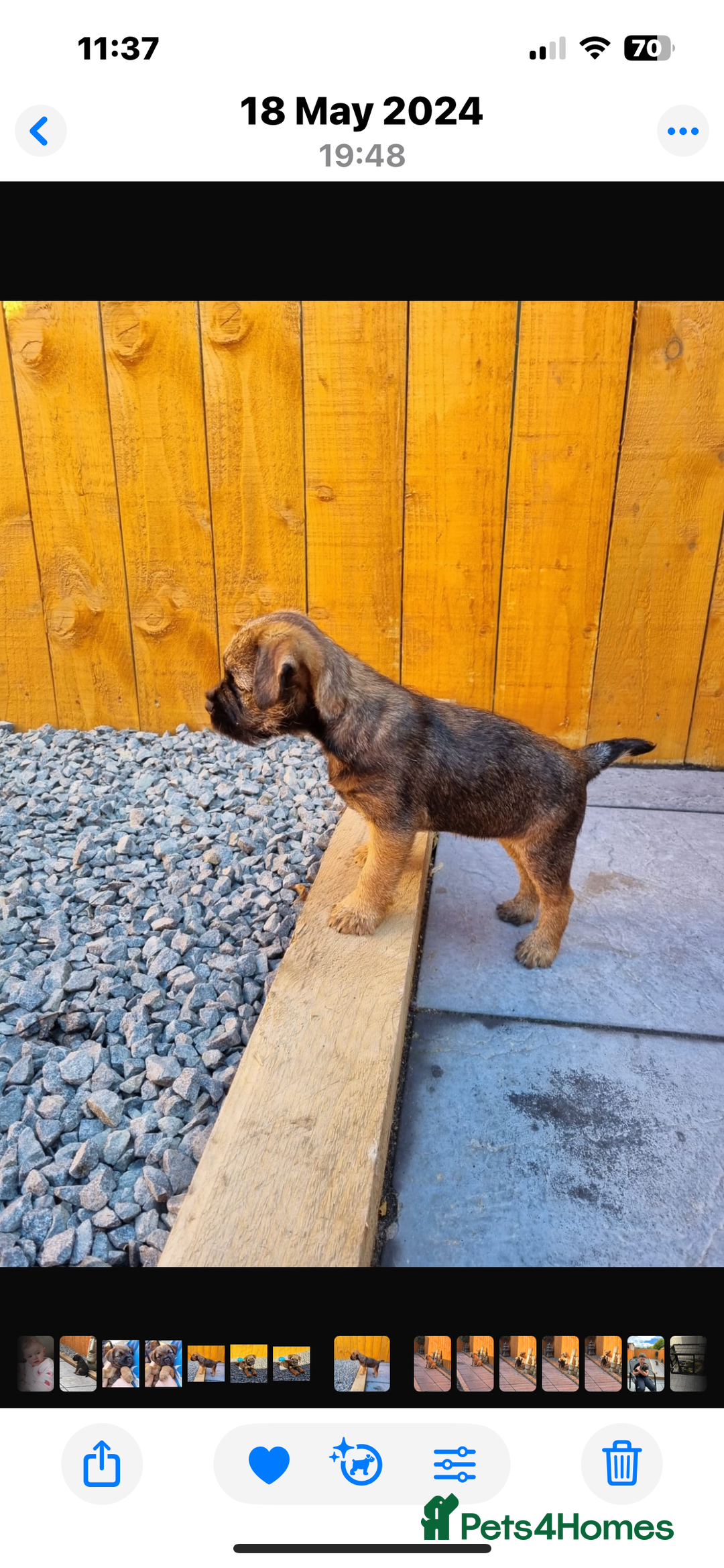 Border Terrier dogs for sale: Female Border Terrier puppy  - Image 5