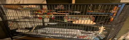 Lovebirds birds for sale: Bonded pair of lovebirds with full set up - Advert 2