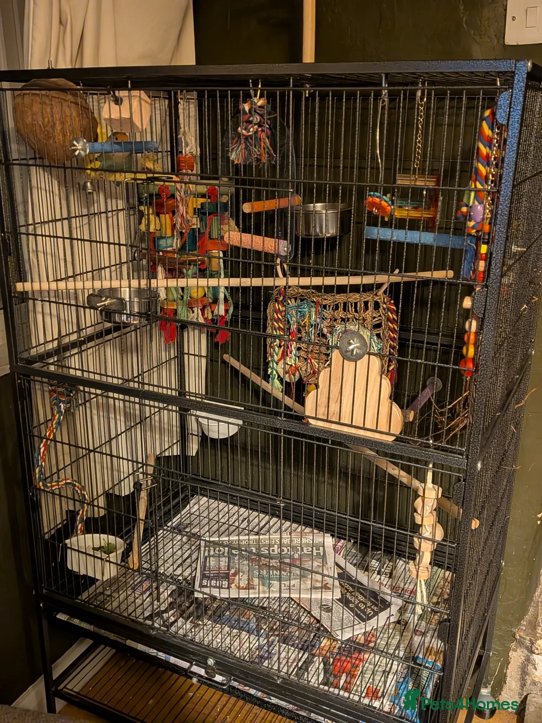 Lovebirds birds for sale: Bonded pair of lovebirds with full set up - Advert 2
