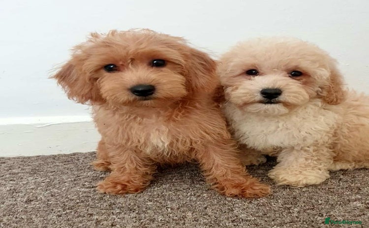 Maltipoo dogs - Advert 16