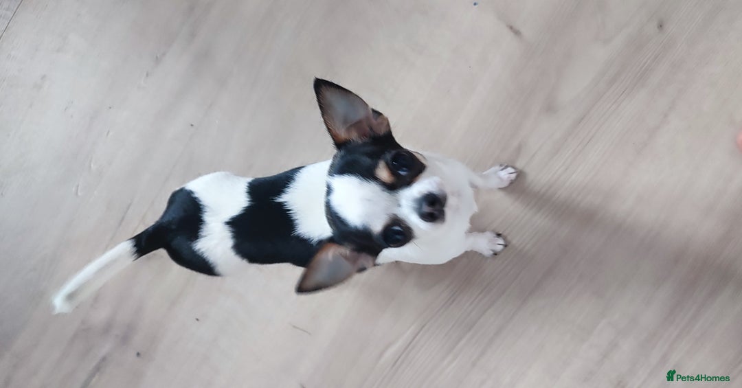 Chihuahua dogs for sale:  Tiny dog chihuahua - Advert 4