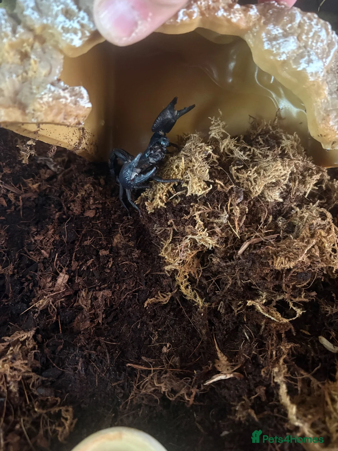 Scorpions invertebrates for sale: Asian forest scorpion  in Belper - Advert 7