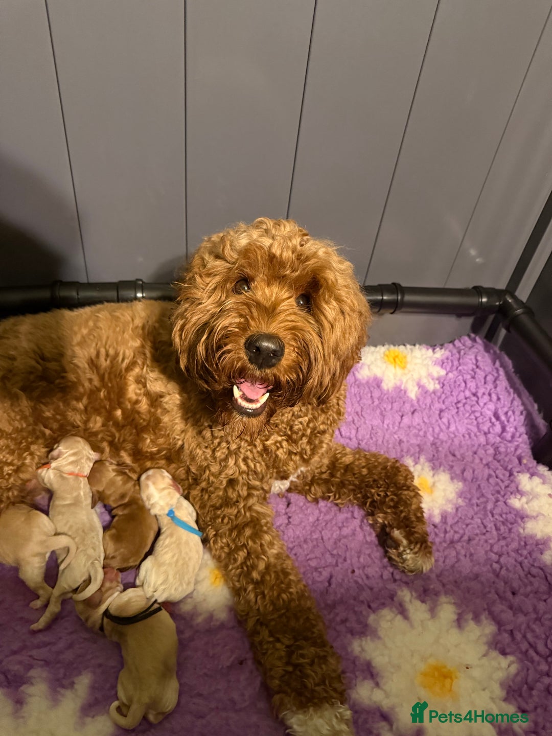 Australian Labradoodle dogs for sale: Multigen Australian Labradoodle Puppies Available! - Advert 2