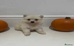 Pomeranian dogs for sale: Pomeranian - Image 7