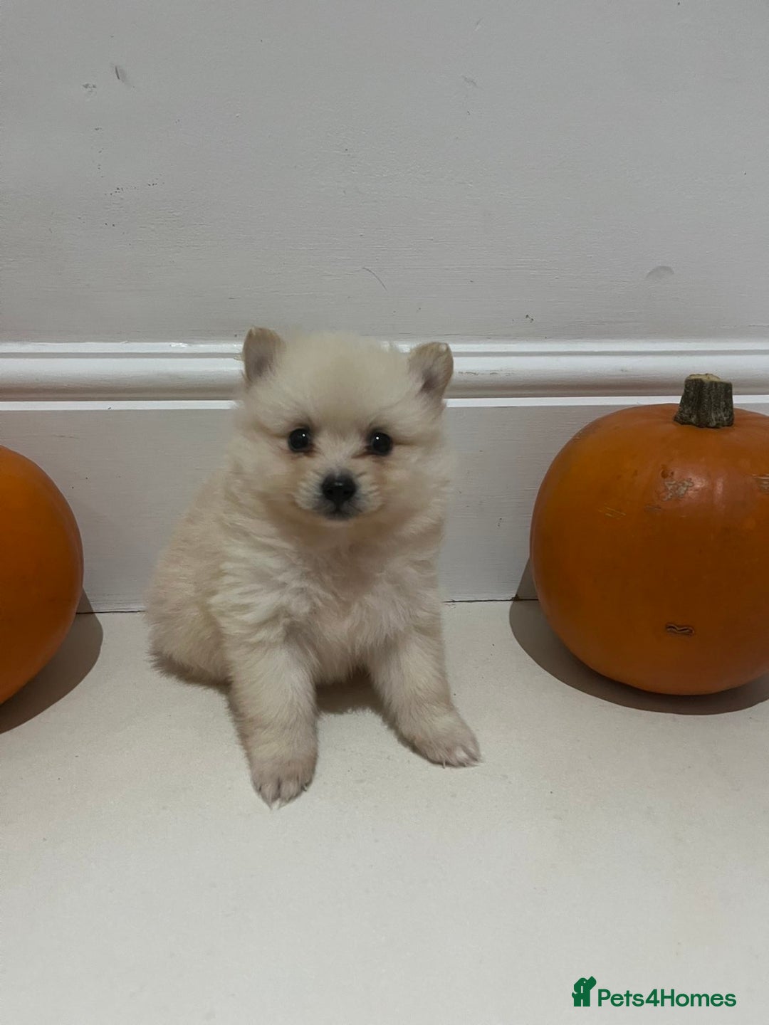 Pomeranian dogs for sale: Pomeranian - Image 7