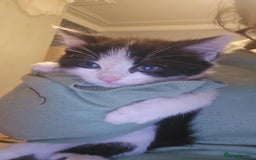 Mixed Breed cats for sale: Playful Kittens - Image 2