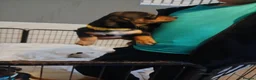 Dachshund dogs for sale: Beautiful dashhunds - Advert 6