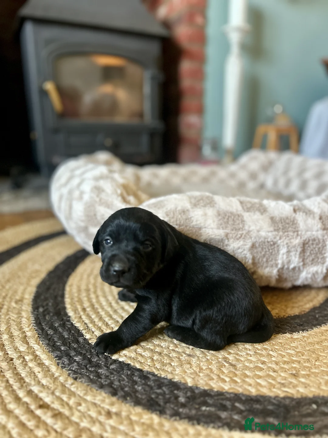 Labrador Retriever dogs for sale: Labrador Puppies - Advert 26