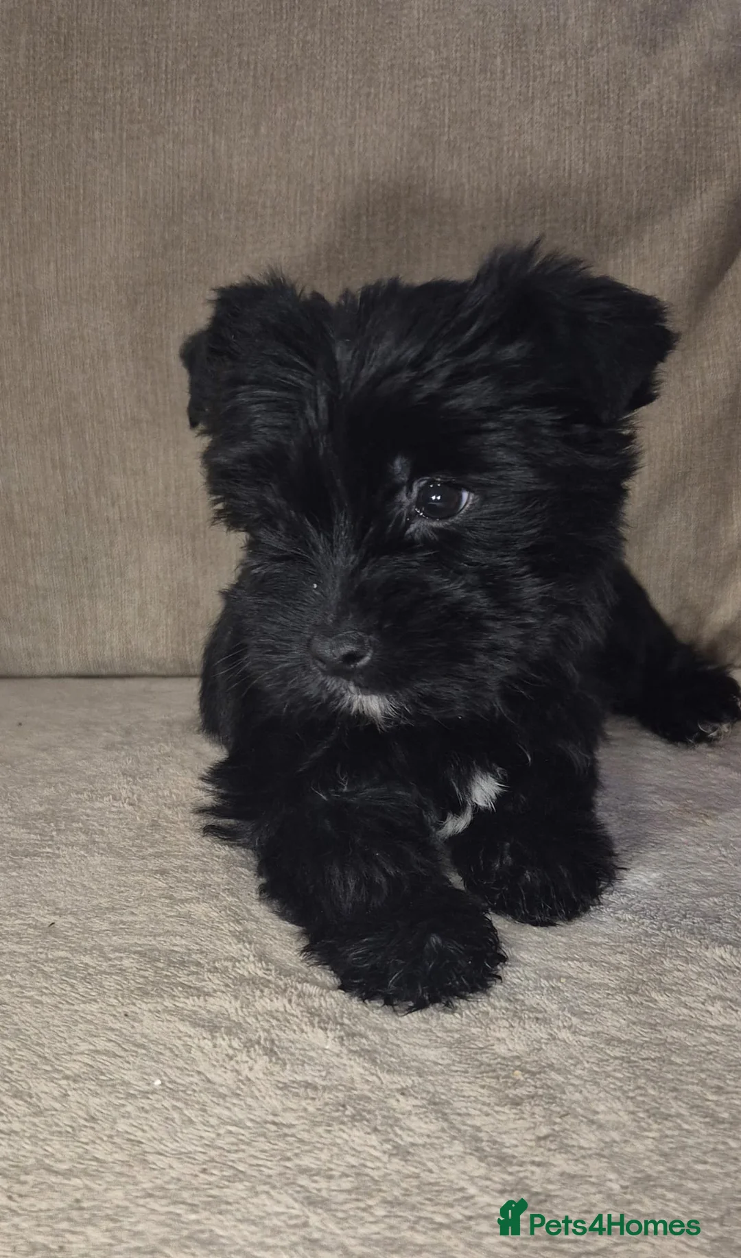 Yorkshire Terrier dogs for sale: Black yorkshire-terrier female  - Advert 5