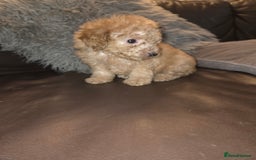 Toy Poodle dogs for sale: Beautiful Toy Poodle puppies - Image 11