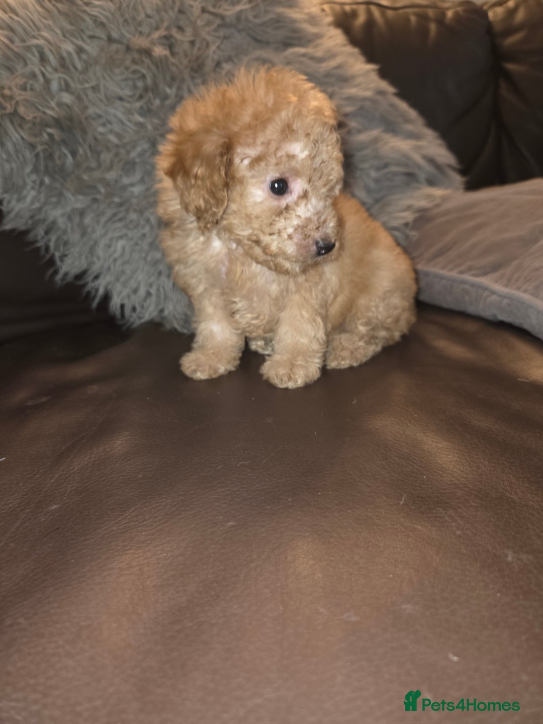Toy Poodle dogs for sale: Beautiful Toy Poodle puppies - Image 11