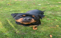 Rottweiler dogs for stud: Rottweiler Stud  in Dunstable - Image 8