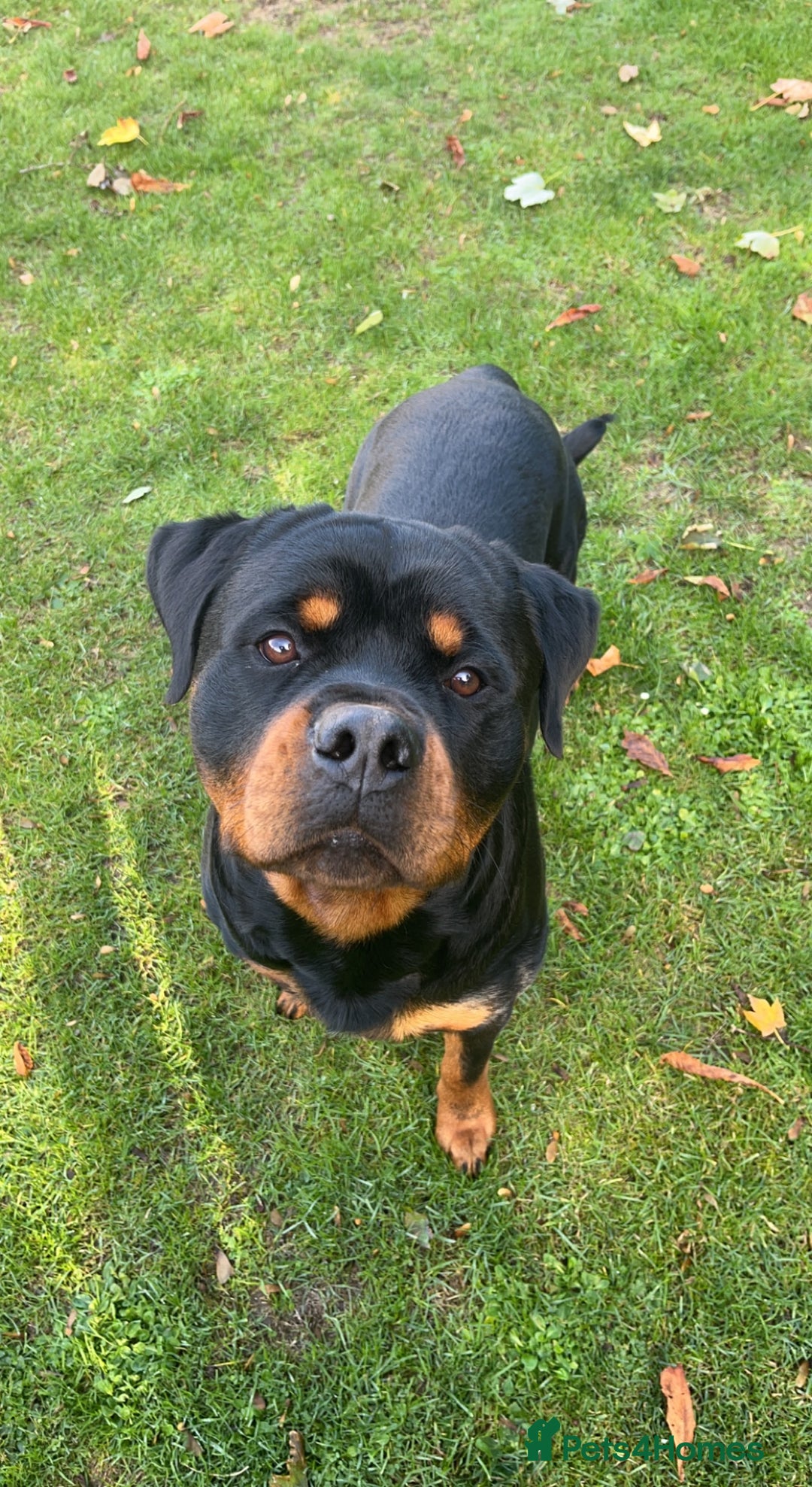 Rottweiler dogs for stud: Rottweiler Stud  in Dunstable - Image 8