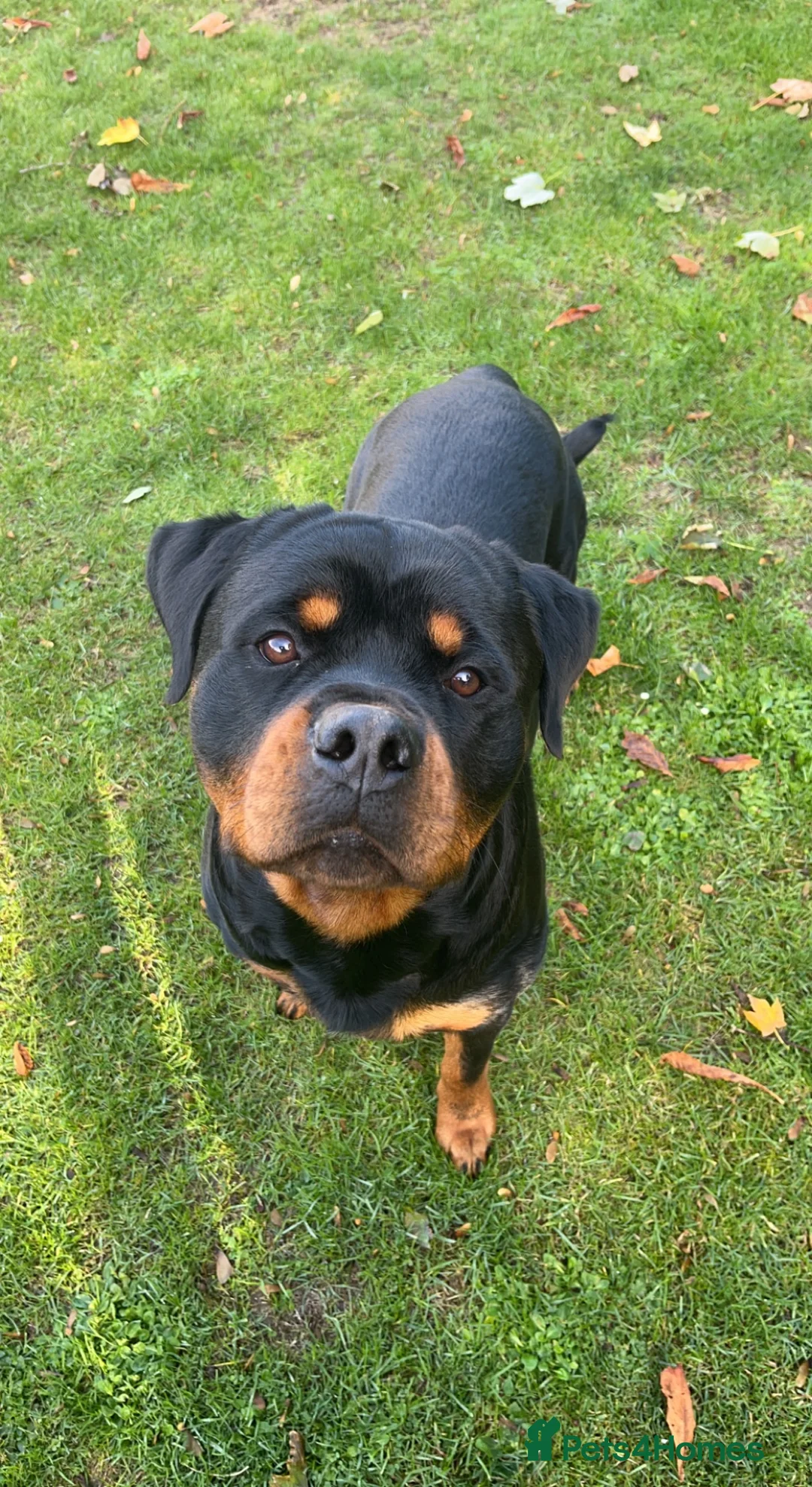 Rottweiler dogs for stud: Rottweiler Stud  in Dunstable - Advert 8