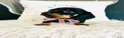 Miniature Dachshund dogs for stud: Black & Cream Smooth Stud  - Advert 13