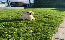 Labrador Retriever dogs for sale: Labrador retriever - Image 1