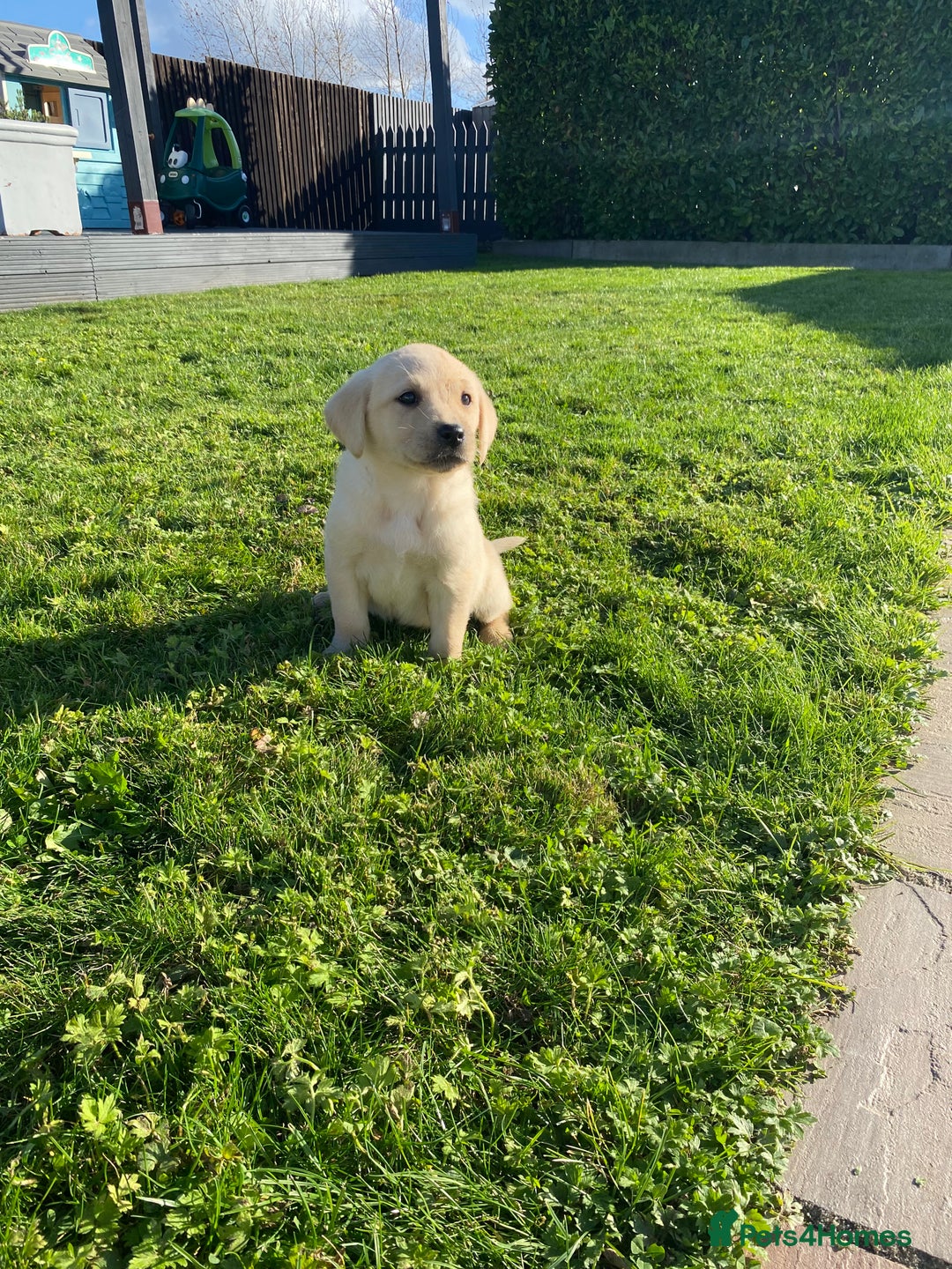 Labrador Retriever dogs for sale: Labrador retriever - Image 1