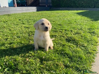Labrador Retriever dogs - Advert 20