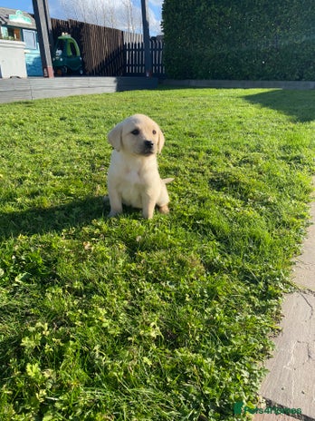 Labrador Retriever dogs - Advert 13