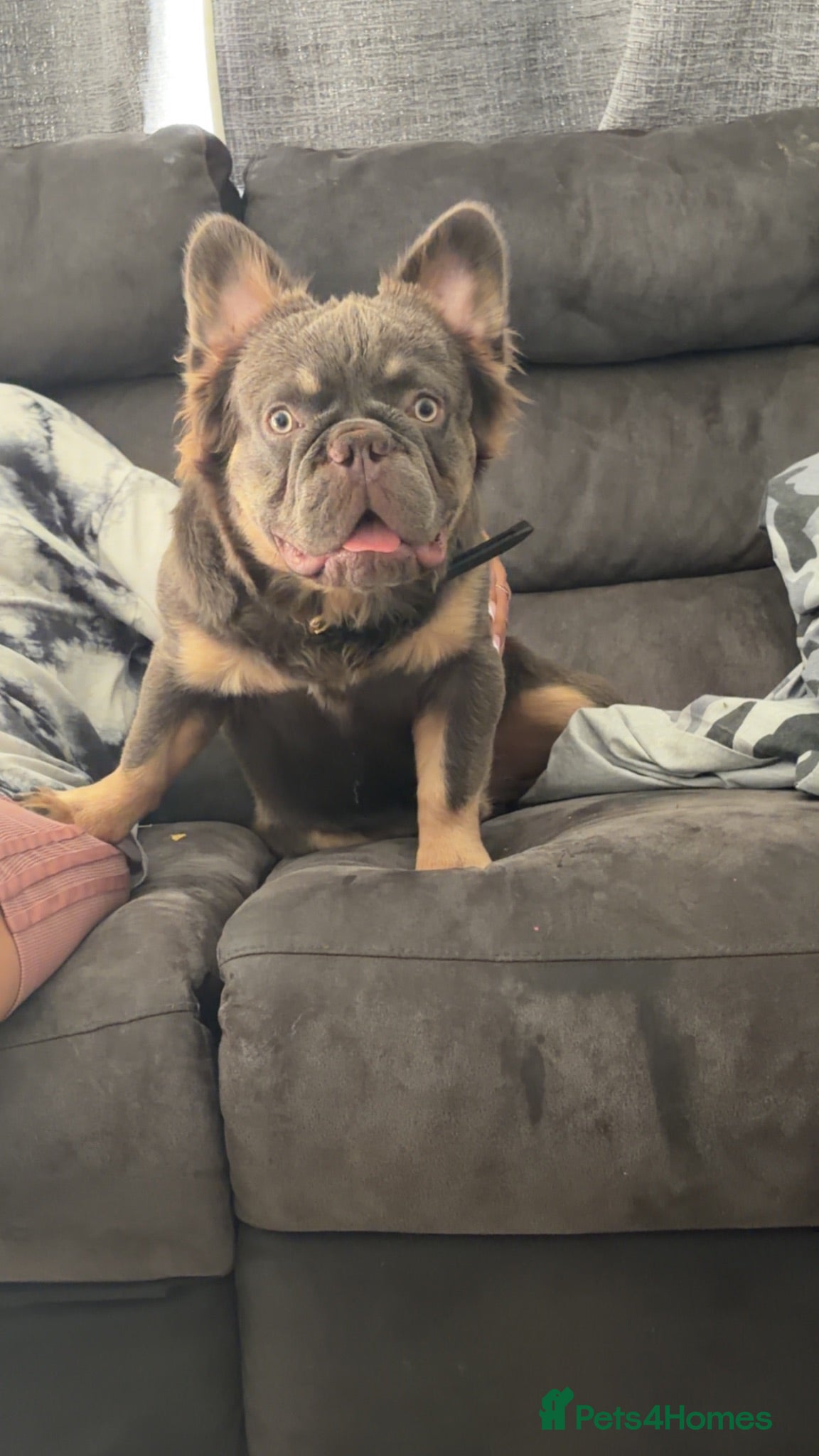 French Bulldog dogs Lilac tan fluffy - Advert 9