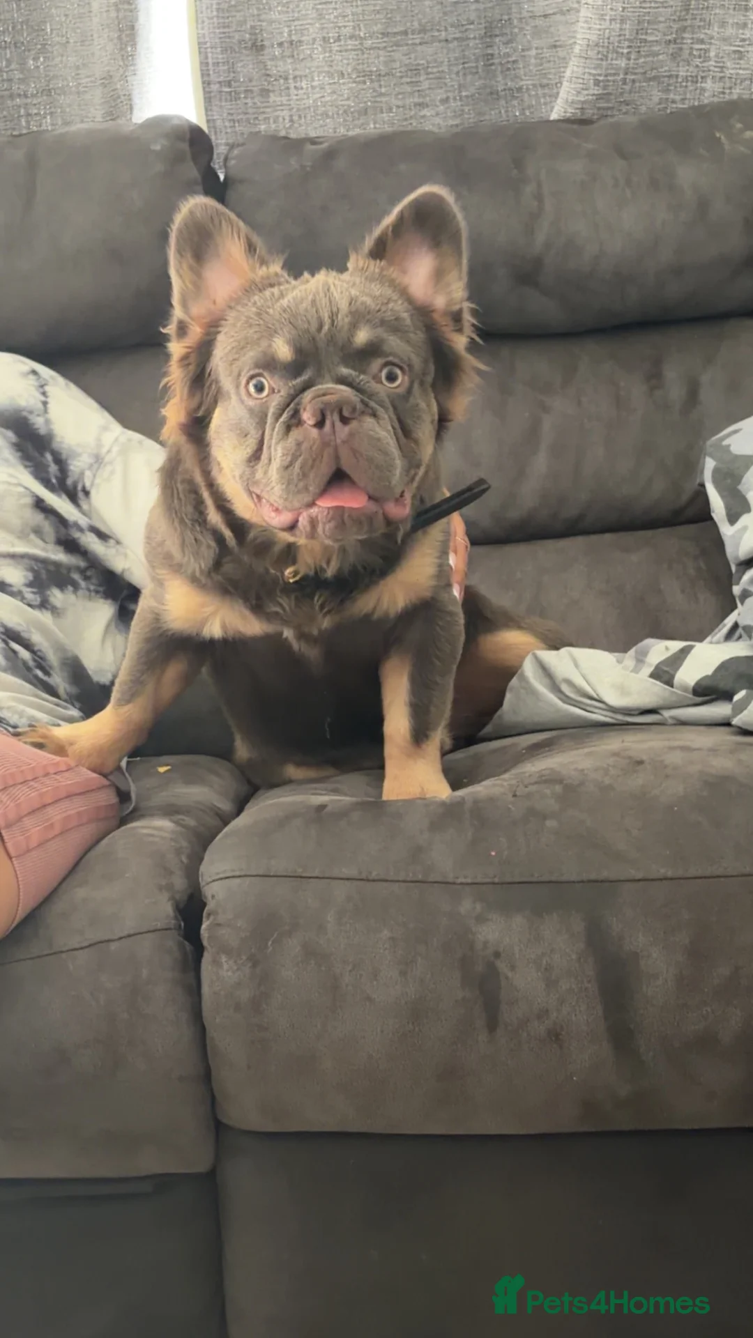 French Bulldog dogs for stud: Lilac tan fluffy - Advert 1