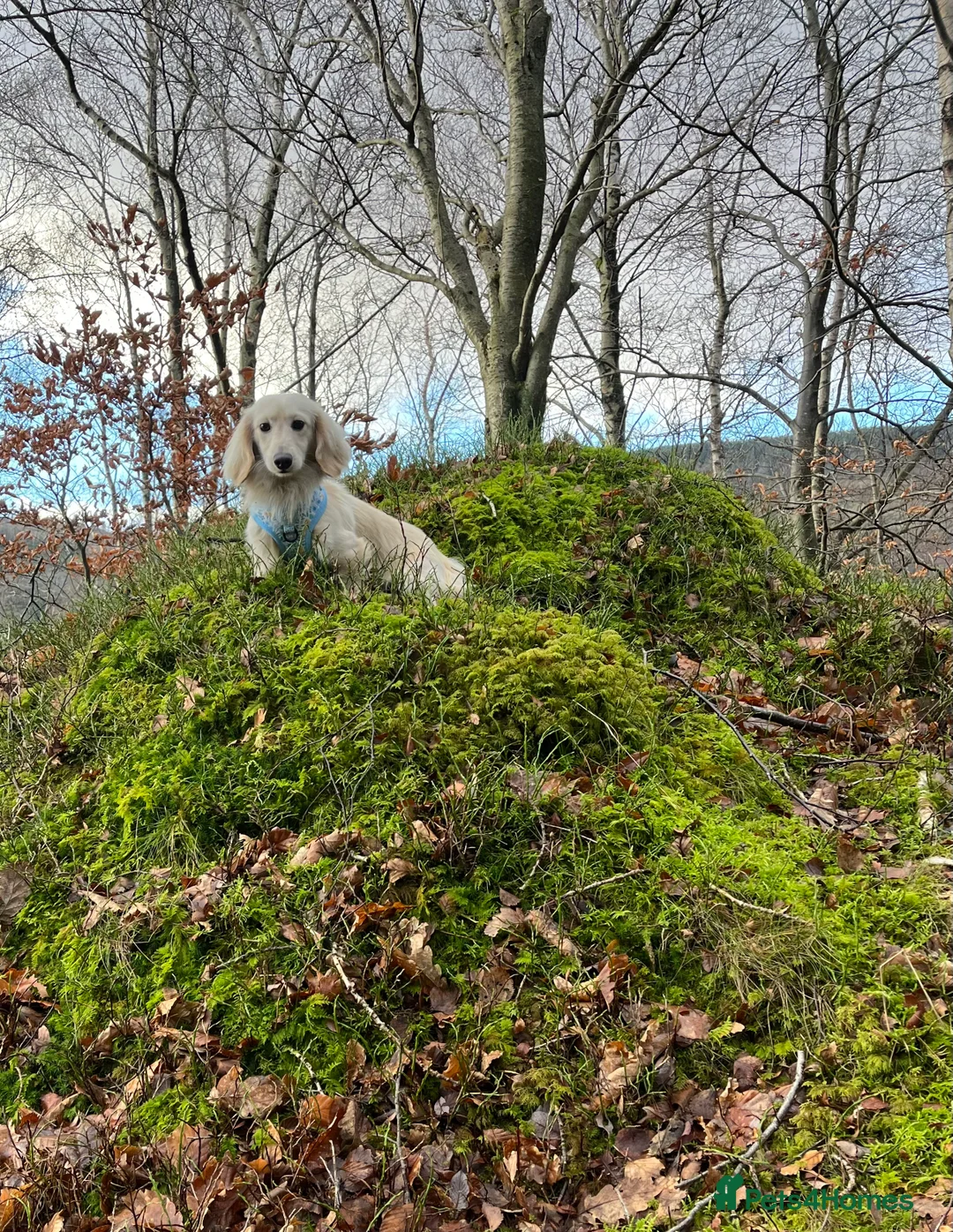 Miniature Dachshund dogs for stud: Outstanding Long Coat Cream Dachshund For Stud! in Penrith - Advert 2